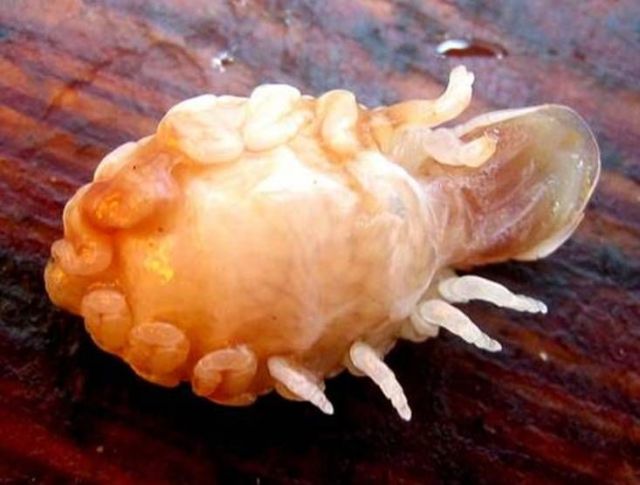 The Tongue Eating Louse is a gross parasite living in a fish’s mouth! (18 pics)