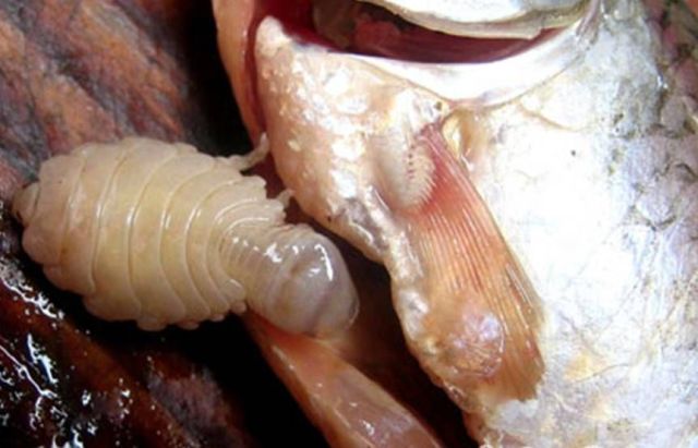 The Tongue Eating Louse is a gross parasite living in a fish’s mouth! (18 pics)