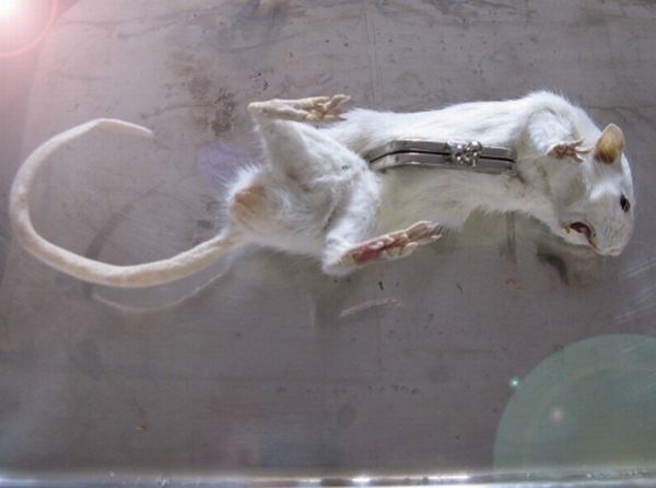 Taxidermy accessories become more and more popular (17 pics)