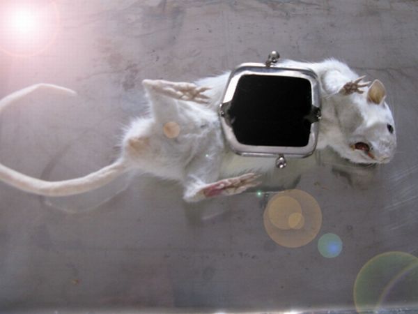 Taxidermy accessories become more and more popular (17 pics)