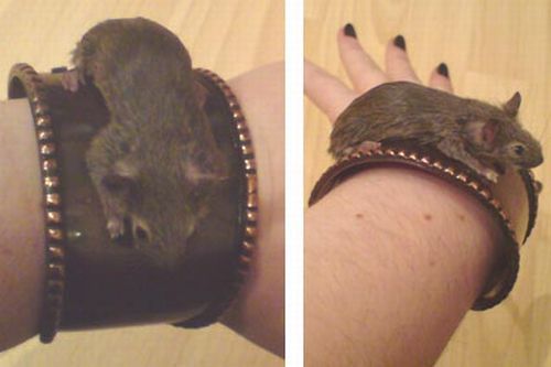Taxidermy accessories become more and more popular (17 pics)