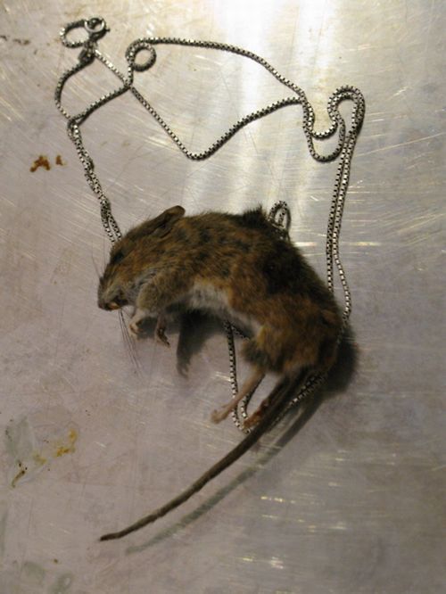 Taxidermy accessories become more and more popular (17 pics)