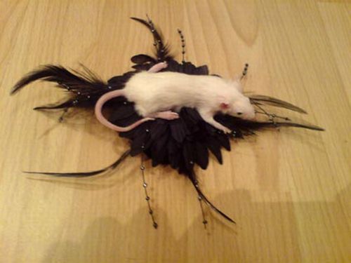 Taxidermy accessories become more and more popular (17 pics)