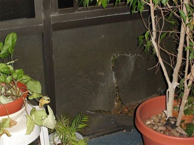 Unexpected guest (4 pics)