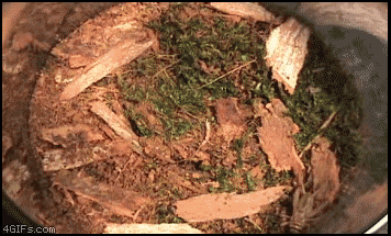 gifko_04.gif
