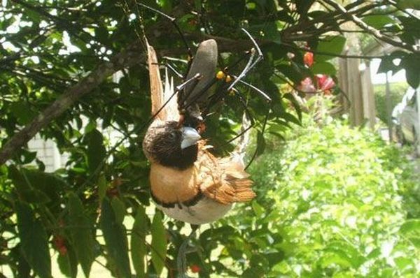Predators that hunt prey much larger than themselves (11 pics)