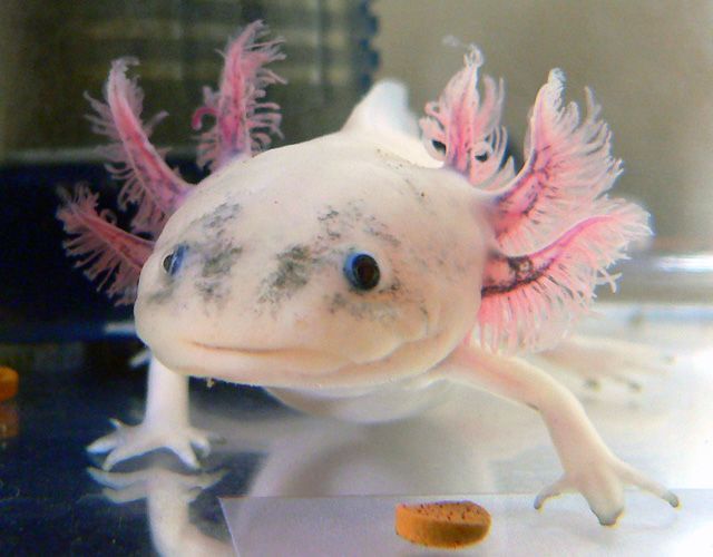 Axolotl, a  that is always smiling (47 pics)
