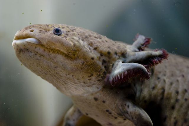 Axolotl, a  that is always smiling (47 pics)