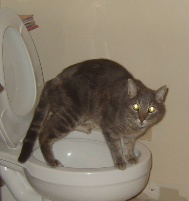 Pictures sent by users (49 pics)