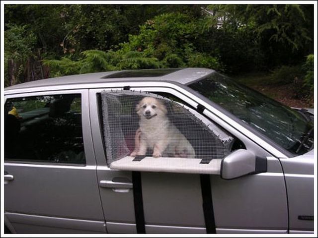 Cool thing for your dog (10 pics)