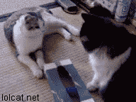 gifko_04.gif