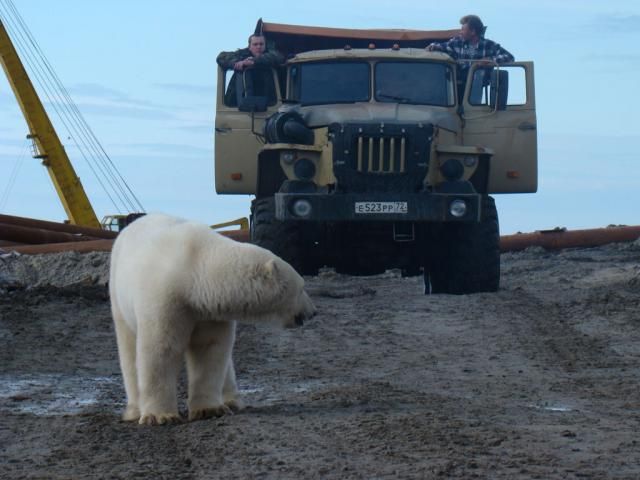 Uninvited guest on a construction site (18 pics)