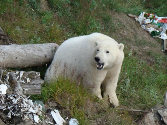 Uninvited guest on a construction site (18 pics)