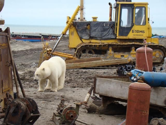 Uninvited guest on a construction site (18 pics)
