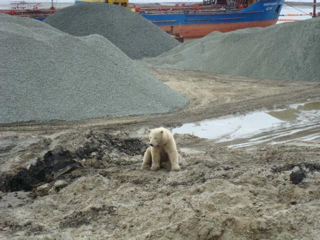 Uninvited guest on a construction site (18 pics)
