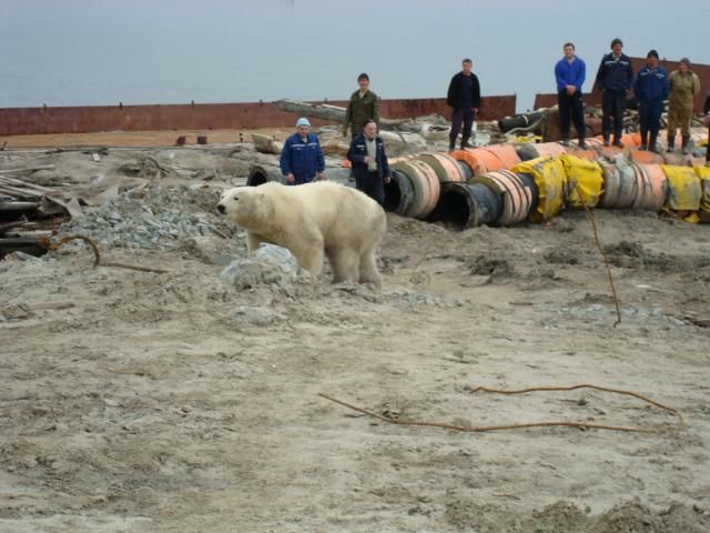 Uninvited guest on a construction site (18 pics)