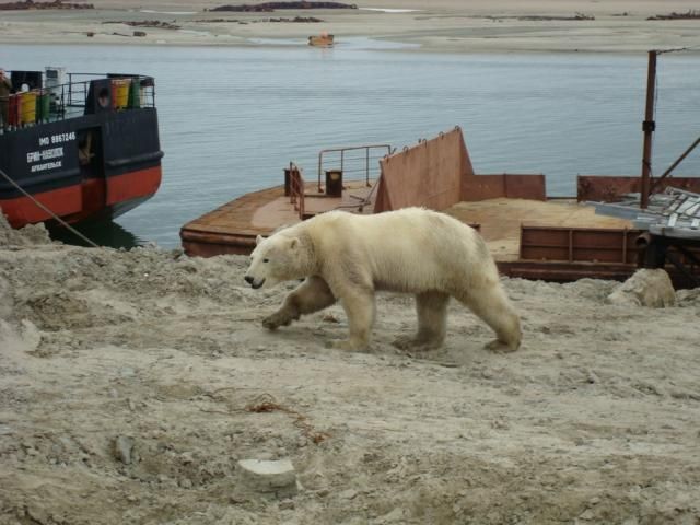 Uninvited guest on a construction site (18 pics)