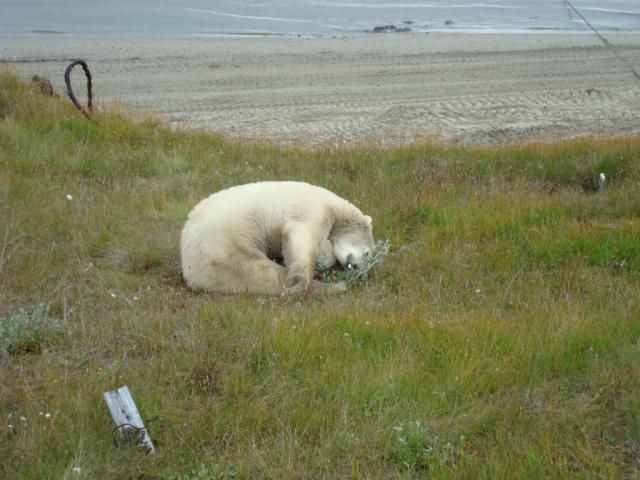 Uninvited guest on a construction site (18 pics)