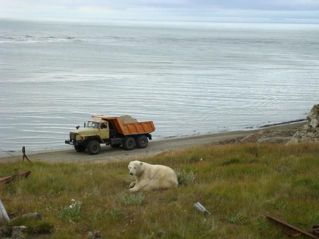Uninvited guest on a construction site (18 pics)