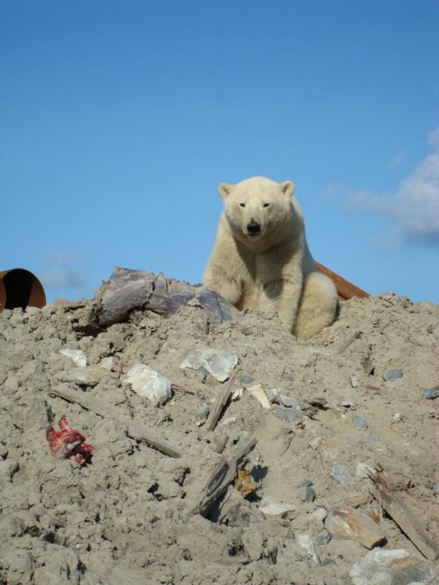 Uninvited guest on a construction site (18 pics)