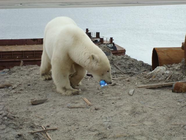 Uninvited guest on a construction site (18 pics)