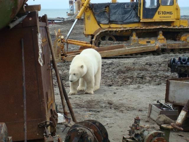 Uninvited guest on a construction site (18 pics)