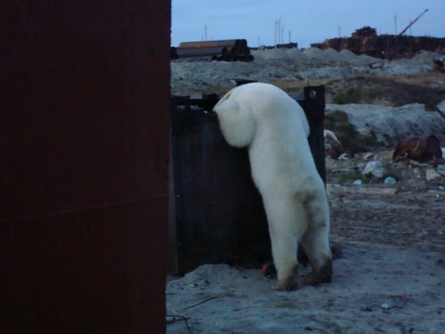 Uninvited guest on a construction site (18 pics)