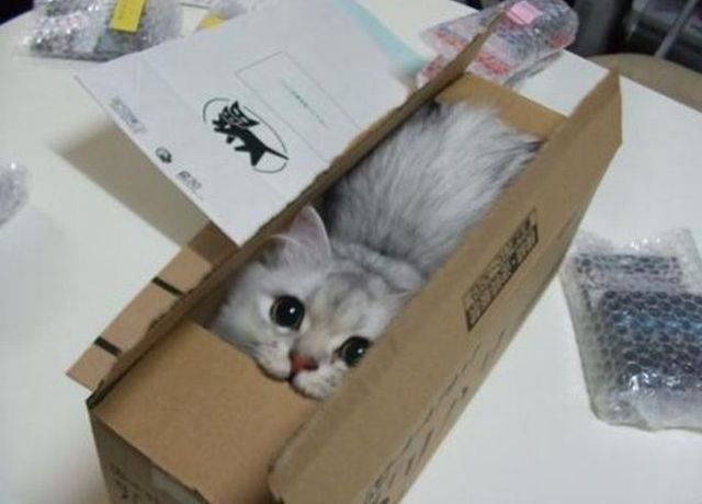 #5 Wordless Wednesday : Kucing Menyorok Dalam Kotak