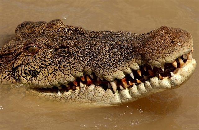 Crocodiles of Adelaide River (4 pics)