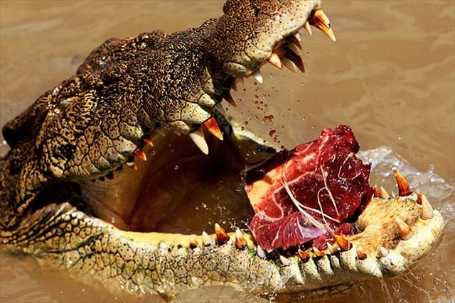 Crocodiles of Adelaide River (4 pics)