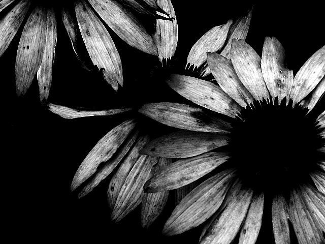 Siyah Beyaz Fotoğrafların Büyüsü