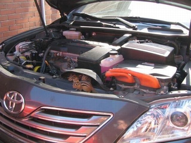 Animals who can live in your car (18 pics)