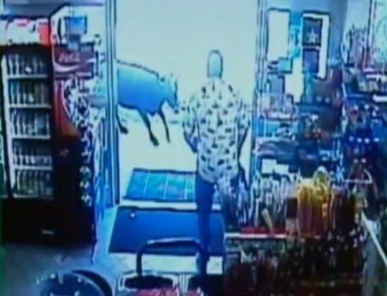Shop turned into a cattle ranch as a cowboy is moving fugitive cows out! (18 pics)