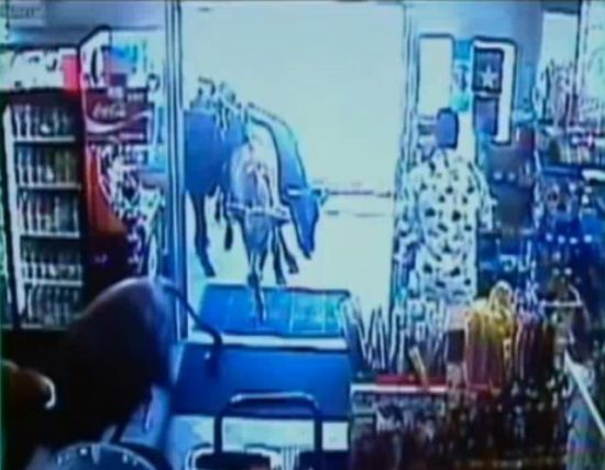 Shop turned into a cattle ranch as a cowboy is moving fugitive cows out! (18 pics)