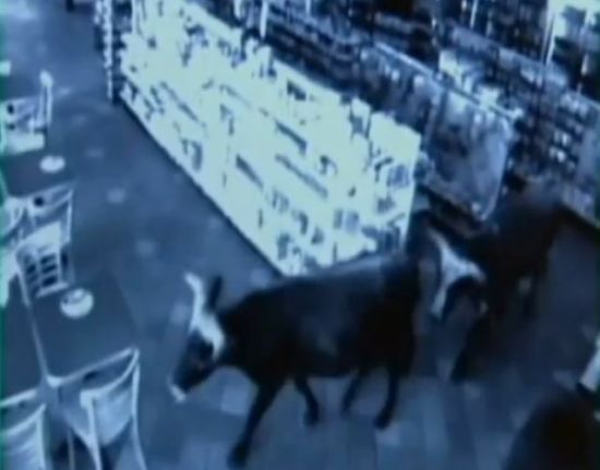Shop turned into a cattle ranch as a cowboy is moving fugitive cows out! (18 pics)