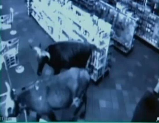 Shop turned into a cattle ranch as a cowboy is moving fugitive cows out! (18 pics)