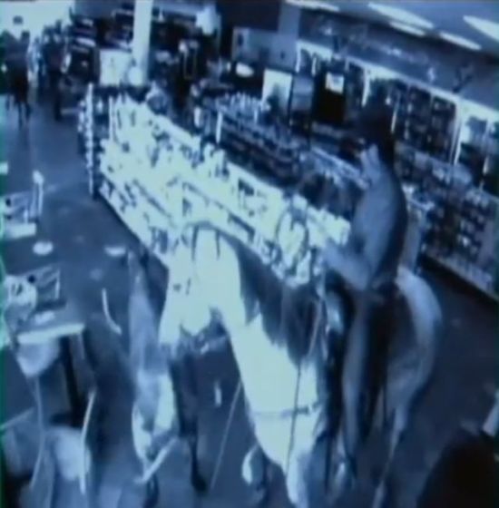 Shop turned into a cattle ranch as a cowboy is moving fugitive cows out! (18 pics)