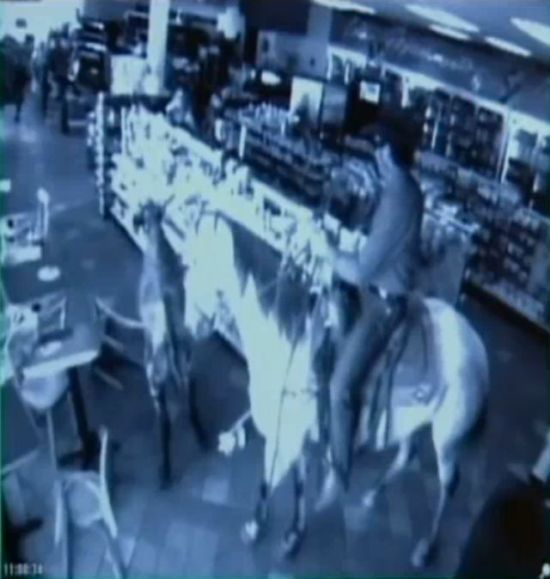 Shop turned into a cattle ranch as a cowboy is moving fugitive cows out! (18 pics)