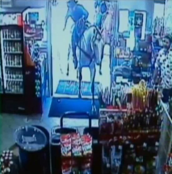 Shop turned into a cattle ranch as a cowboy is moving fugitive cows out! (18 pics)
