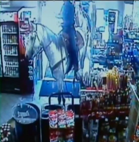 Shop turned into a cattle ranch as a cowboy is moving fugitive cows out! (18 pics)