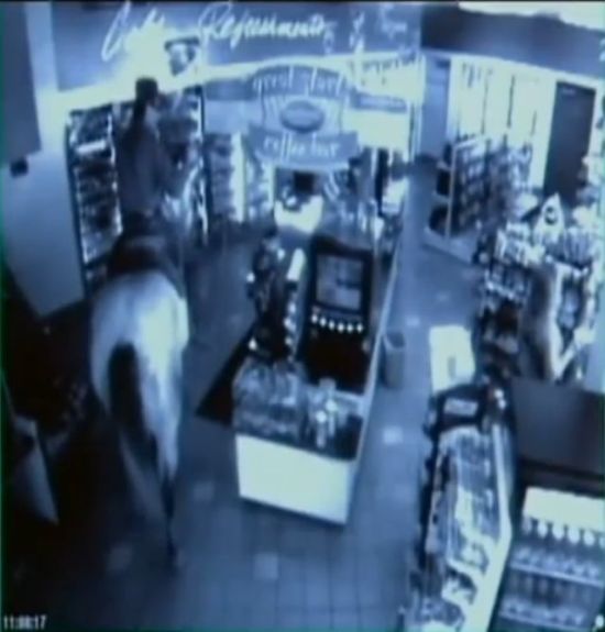 Shop turned into a cattle ranch as a cowboy is moving fugitive cows out! (18 pics)
