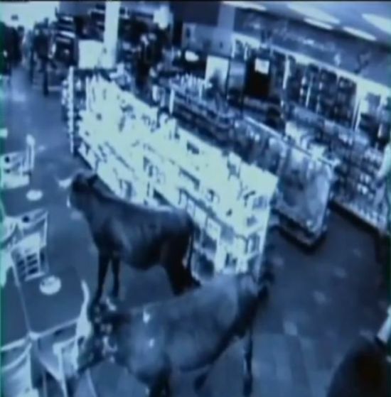 Shop turned into a cattle ranch as a cowboy is moving fugitive cows out! (18 pics)