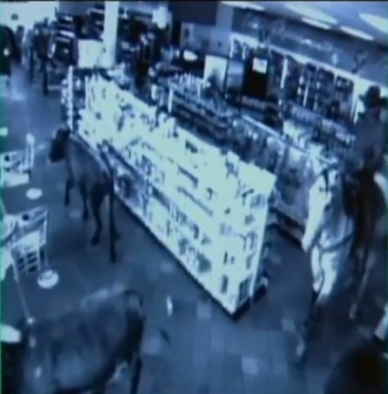 Shop turned into a cattle ranch as a cowboy is moving fugitive cows out! (18 pics)