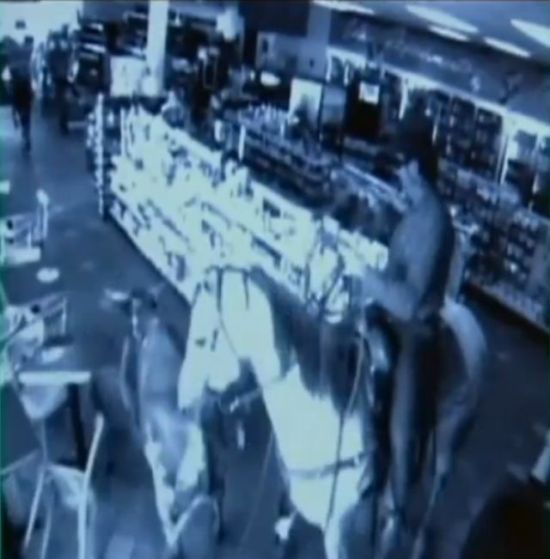 Shop turned into a cattle ranch as a cowboy is moving fugitive cows out! (18 pics)