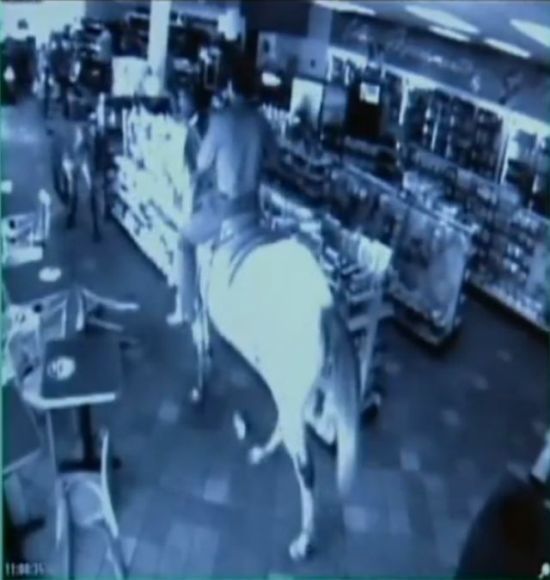 Shop turned into a cattle ranch as a cowboy is moving fugitive cows out! (18 pics)