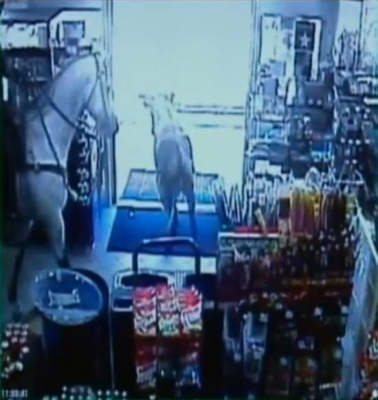Shop turned into a cattle ranch as a cowboy is moving fugitive cows out! (18 pics)