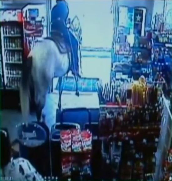 Shop turned into a cattle ranch as a cowboy is moving fugitive cows out! (18 pics)