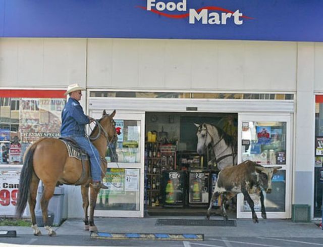Shop turned into a cattle ranch as a cowboy is moving fugitive cows out! (18 pics)