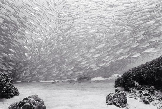Beautiful pictures of school of fish by Wayne Levin (36 pics)