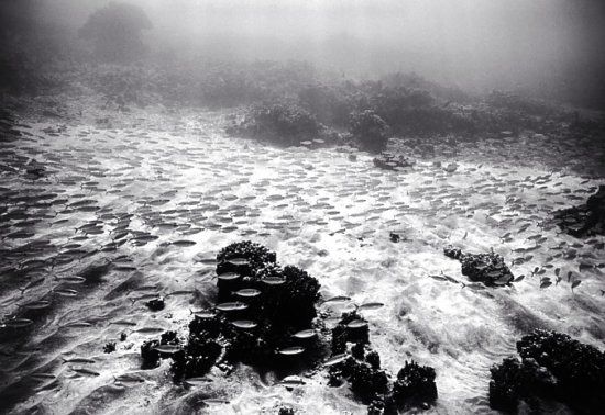 Beautiful pictures of school of fish by Wayne Levin (36 pics)